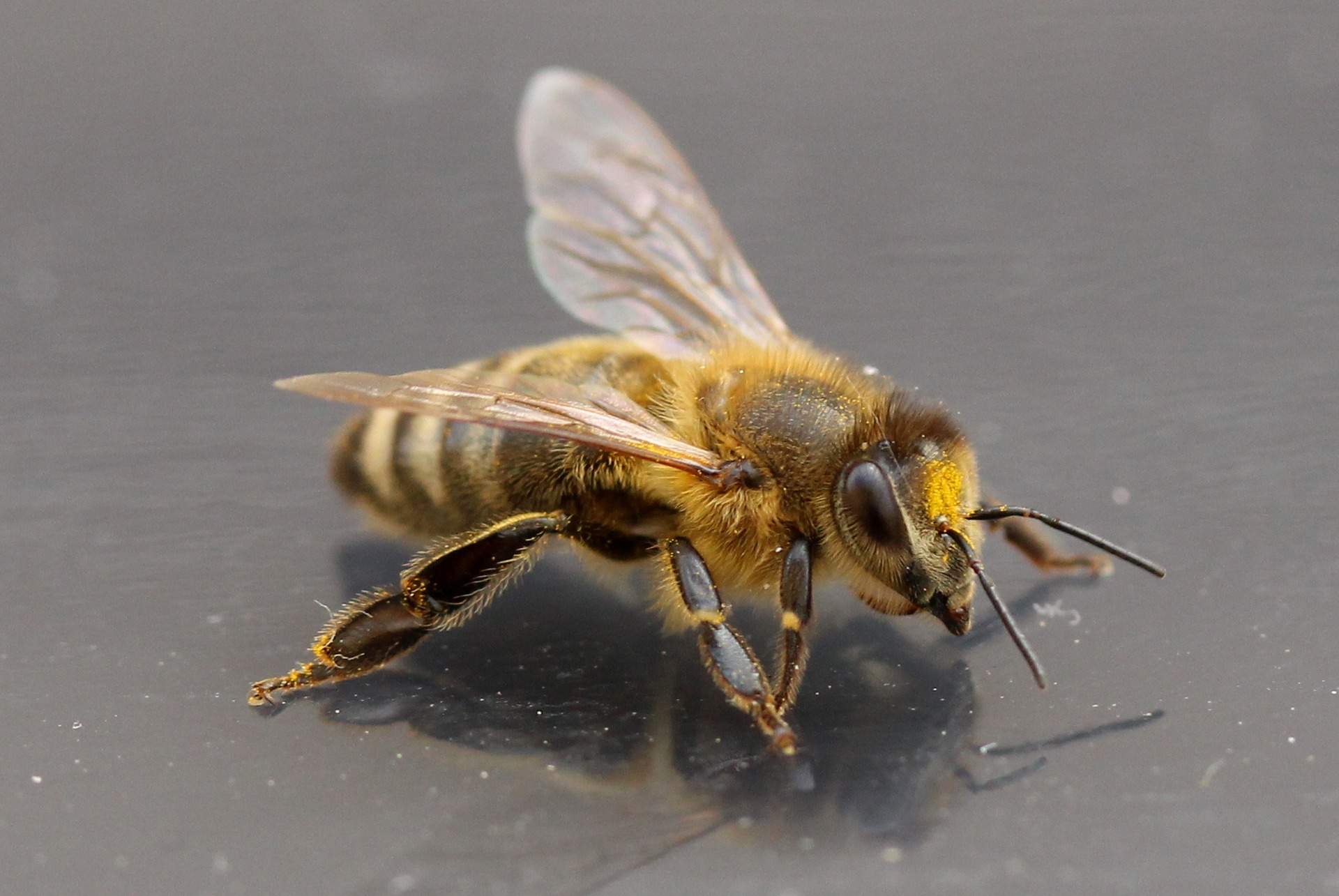 Канадські інспектори оцінять систему держконтролю України в сфері бджільництва